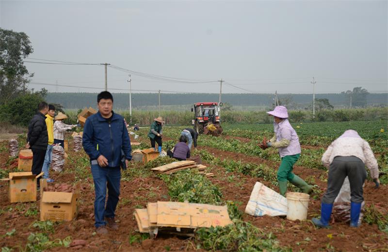 高质量绿色标准化种植的番薯丰收.JPG