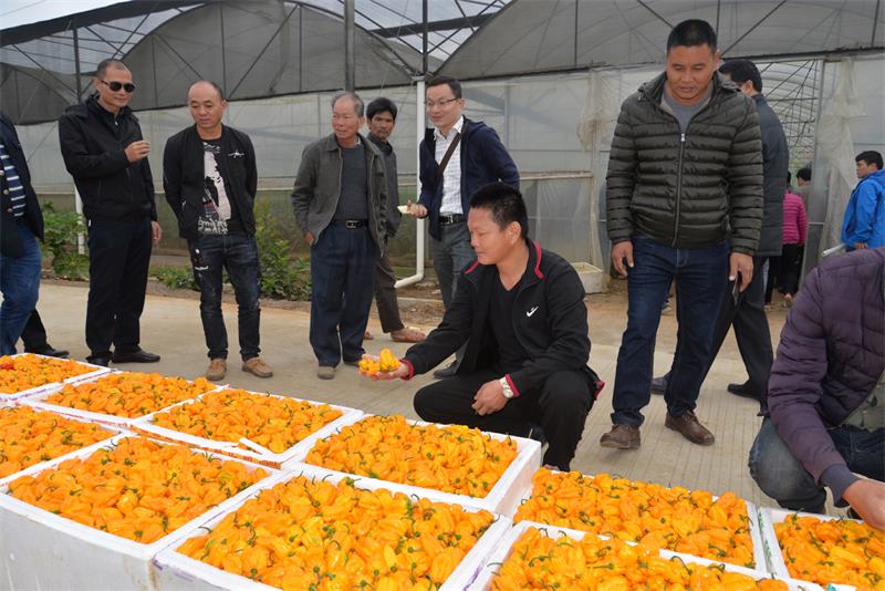 黄灯笼辣椒喜获丰收.JPG