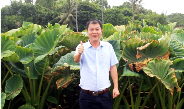 湛江雷州市企水镇党委书记陈孝为博袍香芋代言点赞