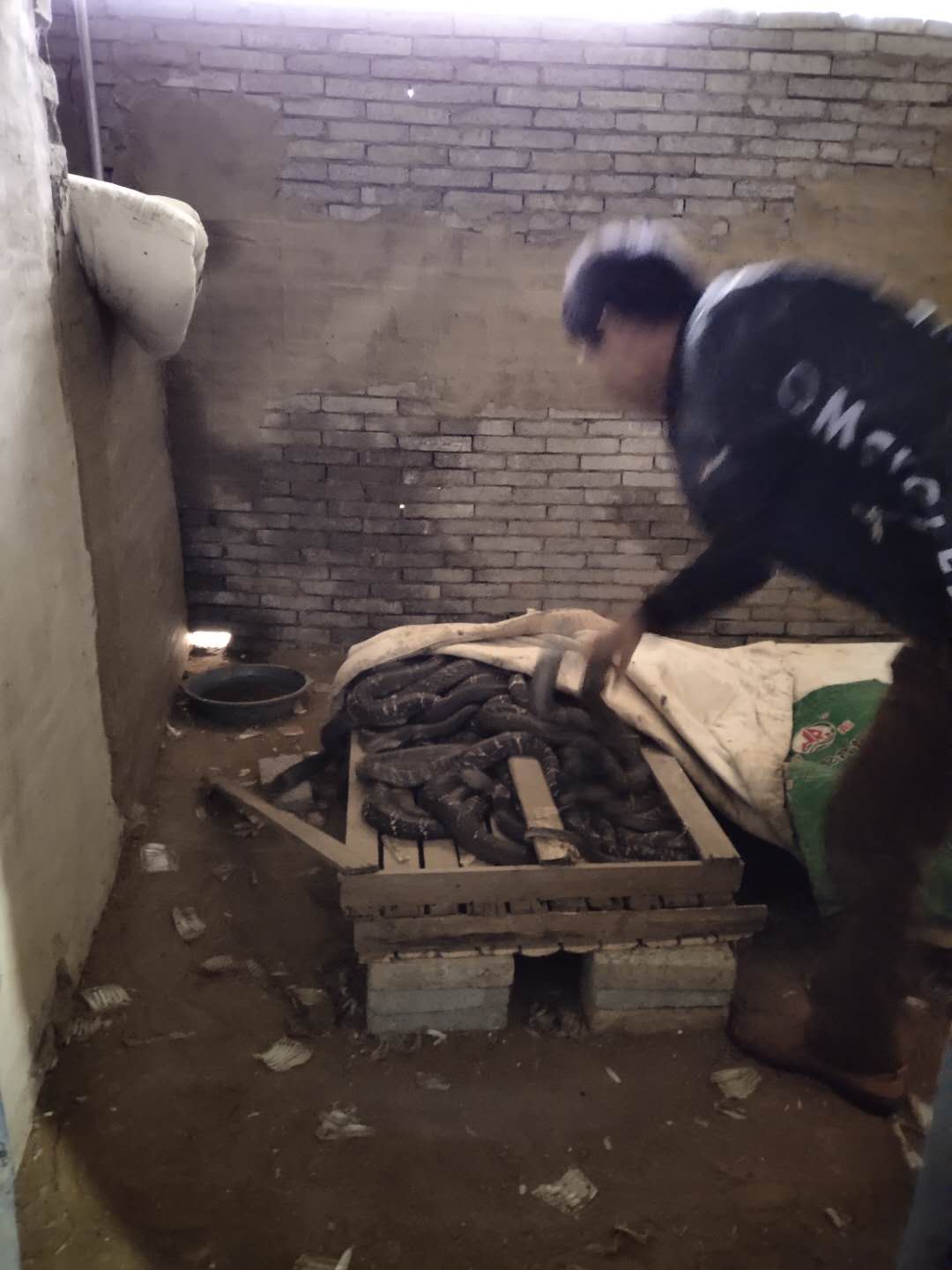 野生动物2.jpg