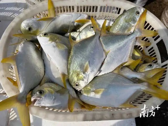 金鲳鱼肉质厚实鲜美,含有丰富的蛋白质、碳水化合物等多种营养成分。 受访者供图 图片