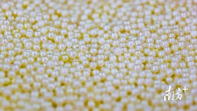 “流沙南珠”熠熠生辉。陈文 摄 图片