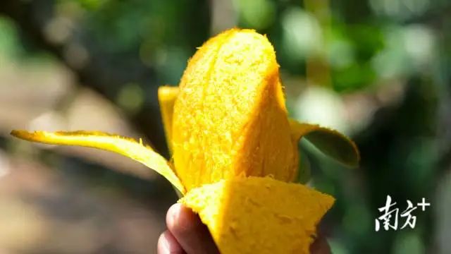“蛋芒”甜度甚至可达23度。陈文 摄 图片