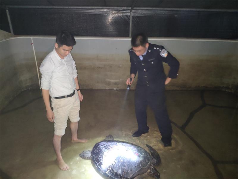 连夜救护绿海龟.jpg