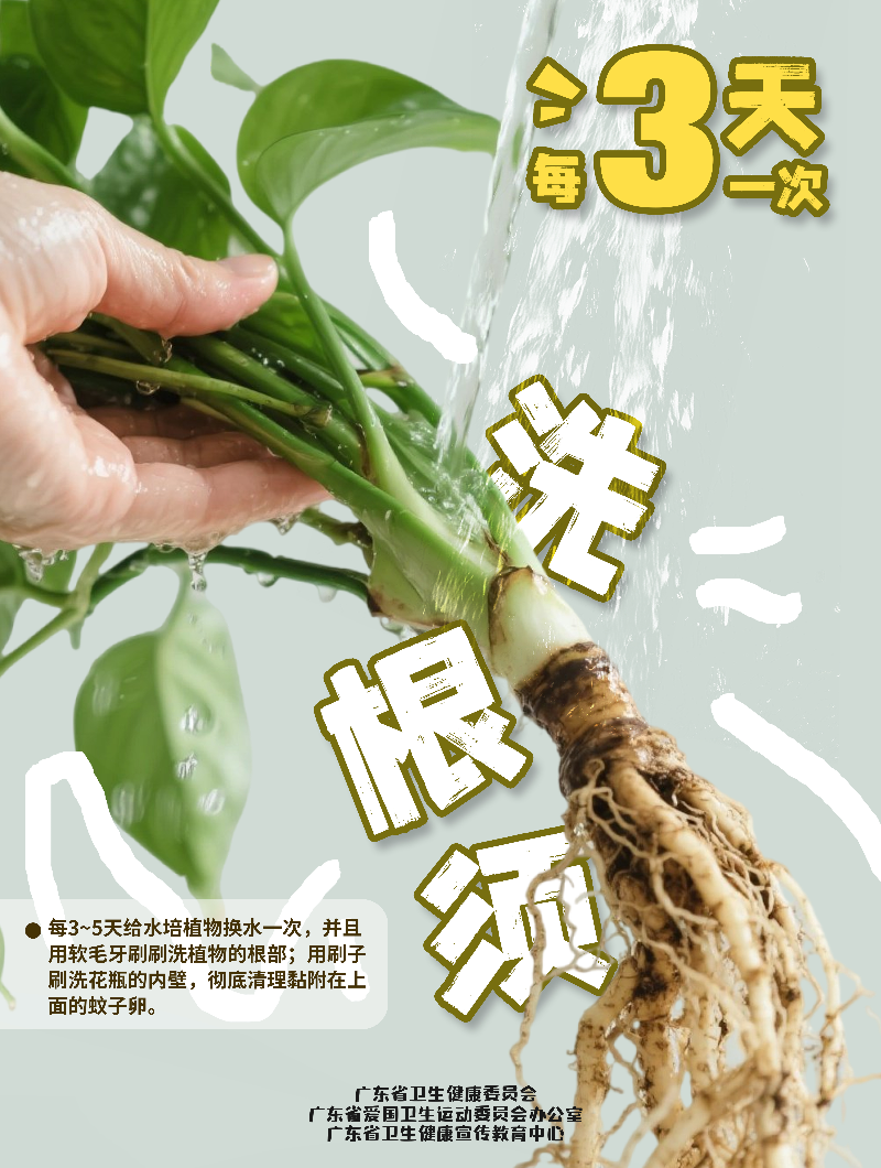 洗根须(1).jpg